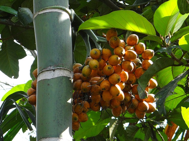 Areca palm
