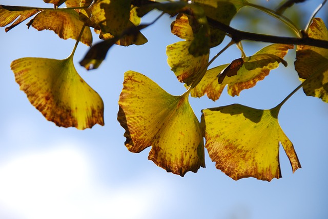 Ginkgo