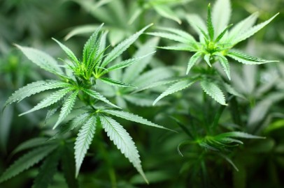 Marihuana – Konopí seté