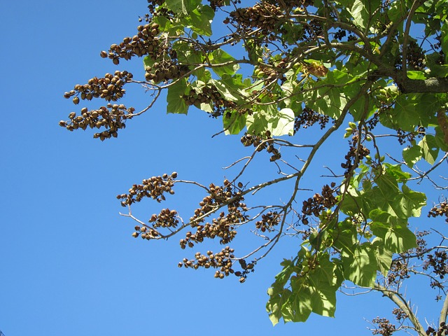 Guarana